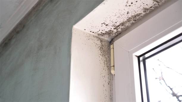 Best Health and Safety Mold Remediation in Burr Ridge, IL
