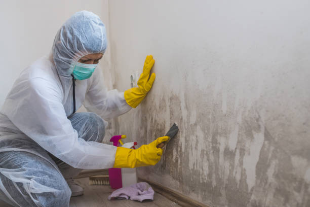 Best Mold Remediation for Specific Building Types in Burr Ridge, IL