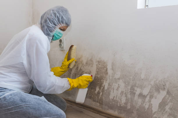 Best Industrial Mold Remediation in Burr Ridge, IL