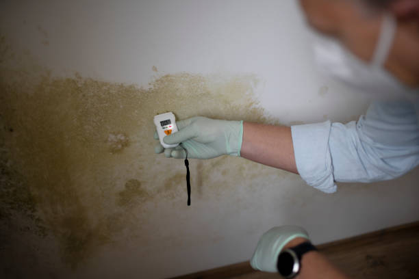 Best Attic Mold Remediation in Burr Ridge, IL