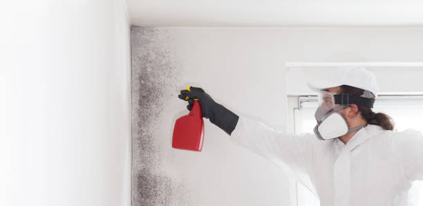 Best Residential Mold Remediation in Burr Ridge, IL