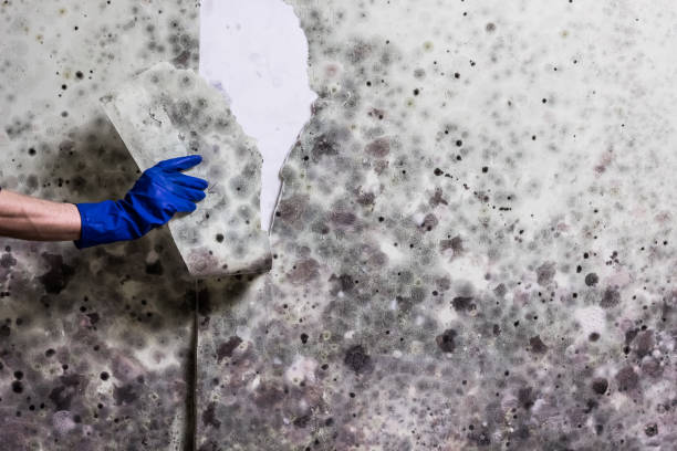 Trusted Burr Ridge, IL Mold Remediation Experts