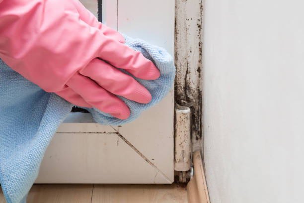 Best Black Mold Remediation in Burr Ridge, IL